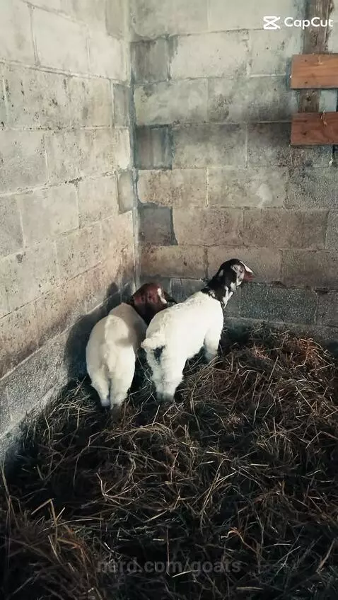 R.I.P. by goats