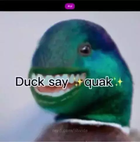 Animals From Another Universe Be Like😭🙏😭🙏 by sbvids