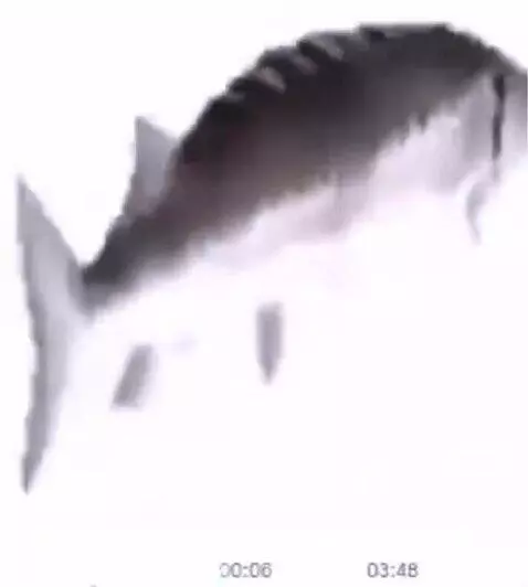 Spining Fish Before GTA6???????😭🙏😭🙏 by sbvids