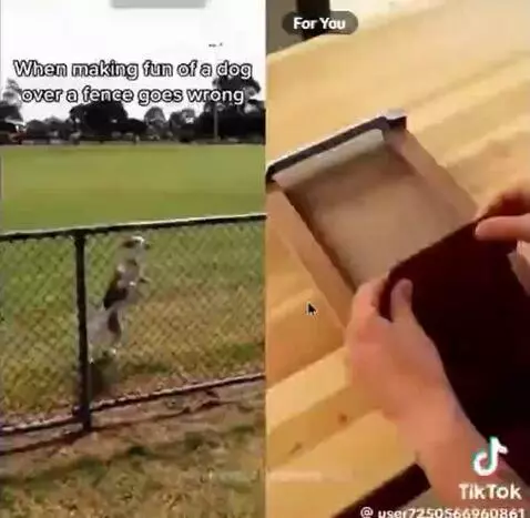 DOG by wth