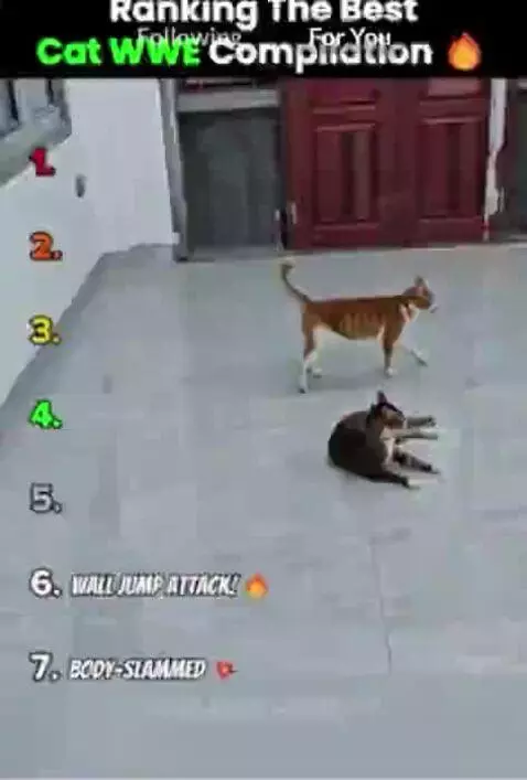 WWE CAT by wth