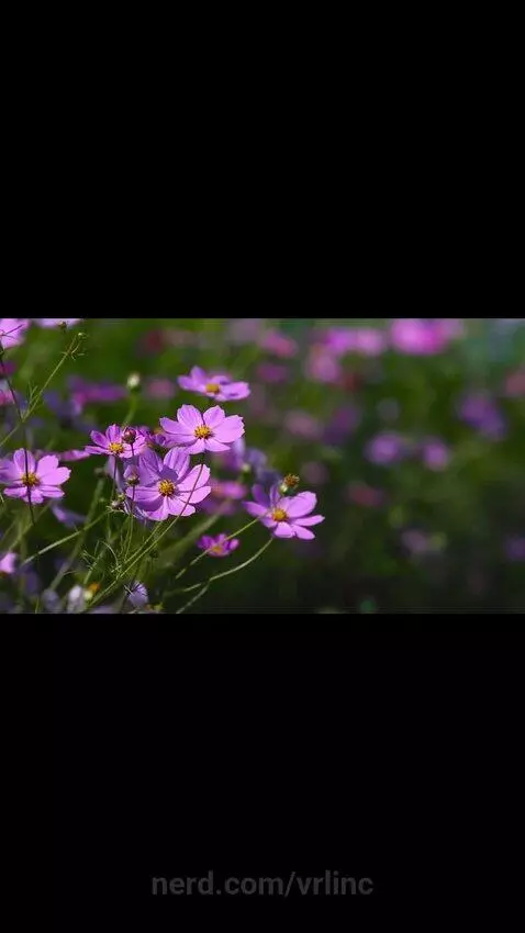 Video by vrlinc