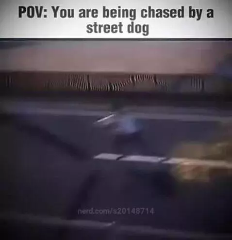 pov:you are getting chased by a dog by s20148714