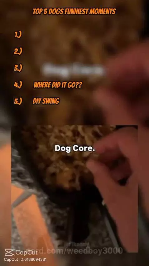 Top 5 Funny Dog Moments by weedboy3000