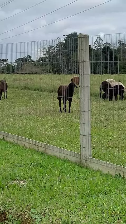 Goats by zack7k