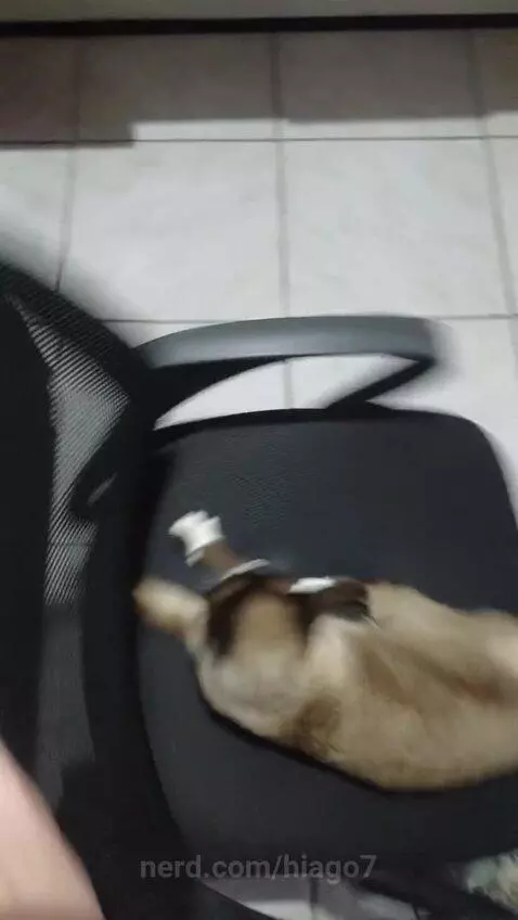 Gato girando by hiago7