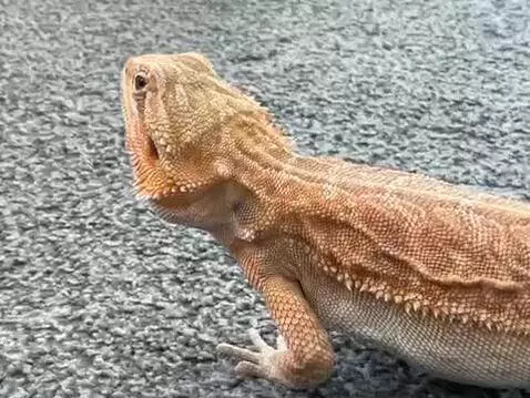 Video by queenofpuppies1234