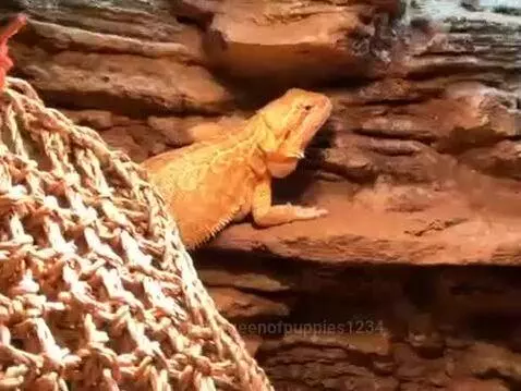 Video by queenofpuppies1234