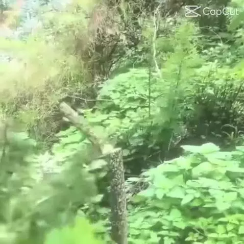 Video by banjo