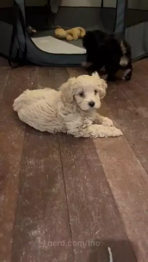 Video by tho