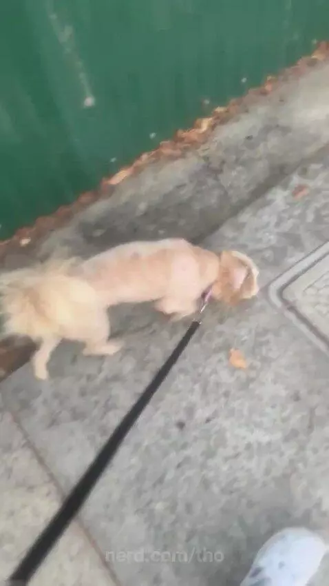 Video by tho