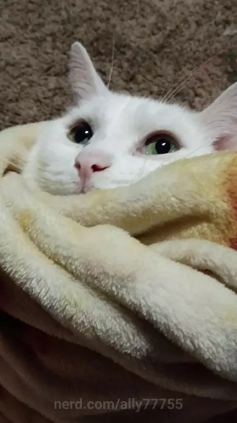 BURRITO CAT by ally77755