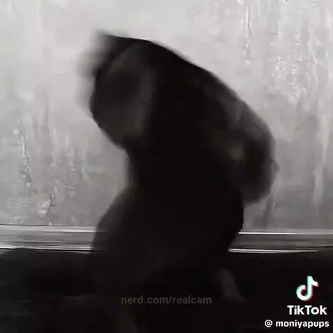 THIS PITBULL KNOWS IT by realcam