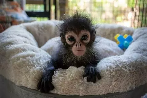 just a monkey by vector