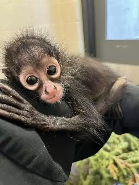 its just a spider monkey named vector. by vector