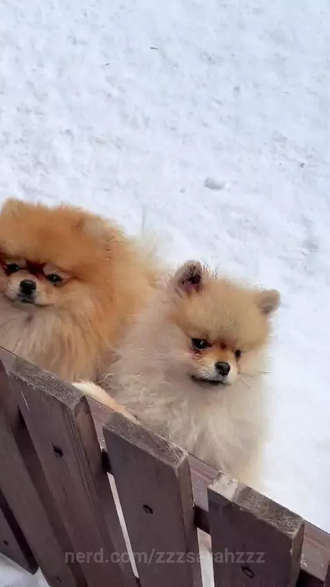 #Cutedogs (like4like and follow4follow) by zzzsarahzzz