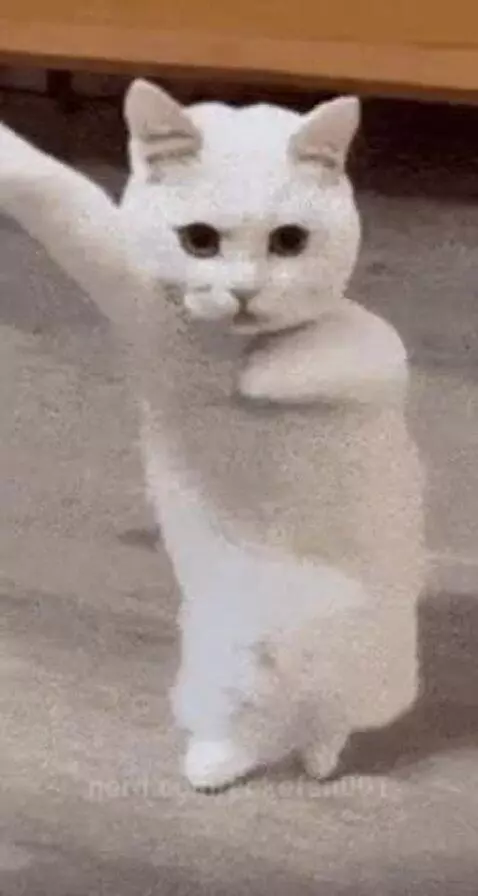 cutecat by pokefan001