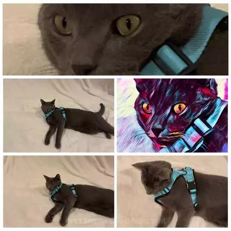 Cat @mewsa by resolvabledrought