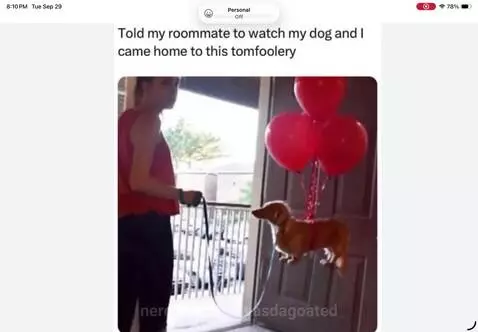 Day 40, wrapped the dog in helium by treevasdagoated