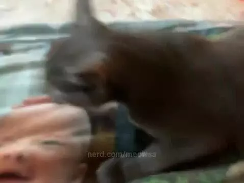 Mt cat is best by meowsa