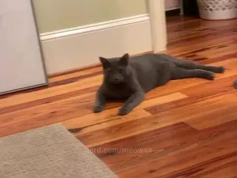 He got scared by my vibrating pillow by meowsa