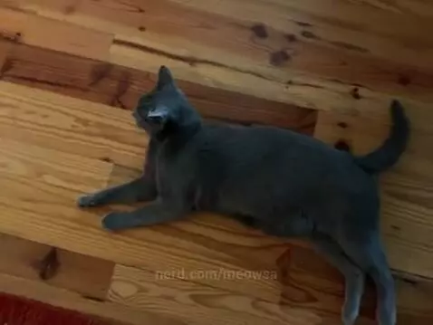 Cat by meowsa