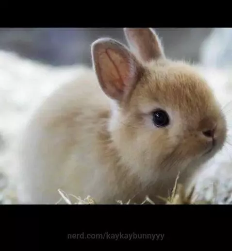 Me bc bunnies exist 🐰 by kaykaybunnyyy