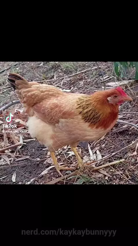 Chicken alert 🚨 by kaykaybunnyyy