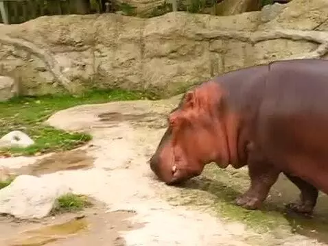 Video by ccbocka