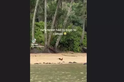 Video by tuna
