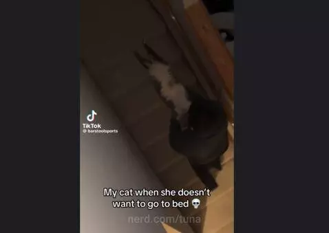Video by tuna